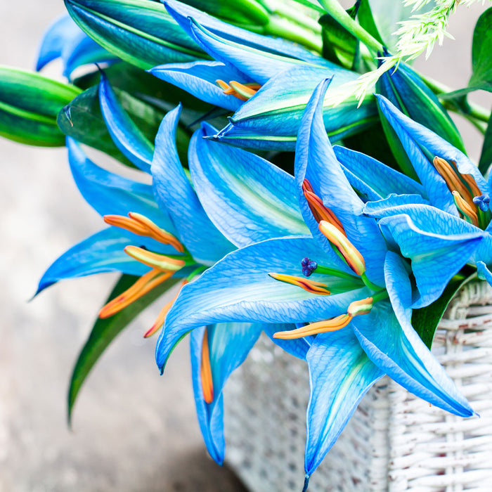 schöne blaue Blumen im Körbchen, Glasbild Quadratisch