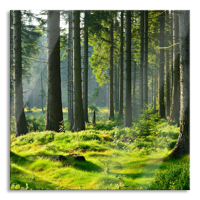 sonniger Tag im Wald, Glasbild Quadratisch