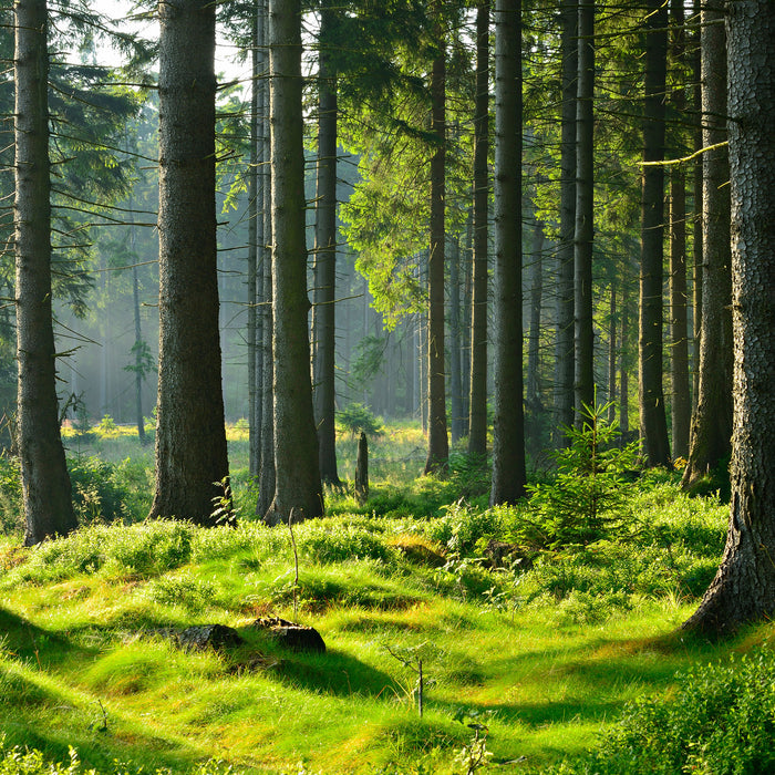 sonniger Tag im Wald, Glasbild Quadratisch