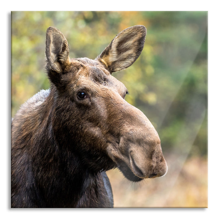 Pixxprint Elch im Wald, Glasbild Quadratisch