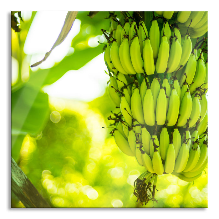 reifende Bananen am Baum, Glasbild Quadratisch