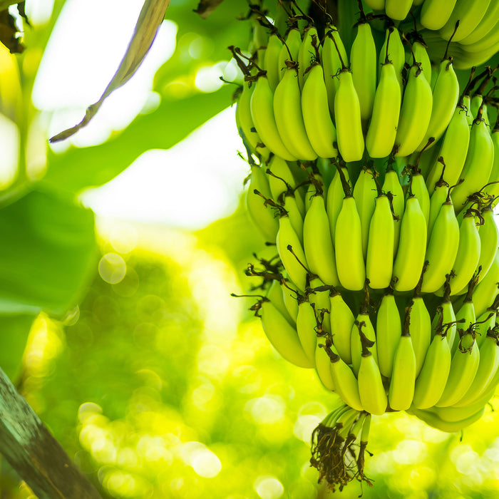 reifende Bananen am Baum, Glasbild Quadratisch