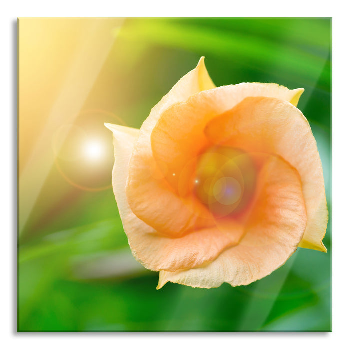 Pixxprint orange Blume im Sonnenlicht, Glasbild Quadratisch