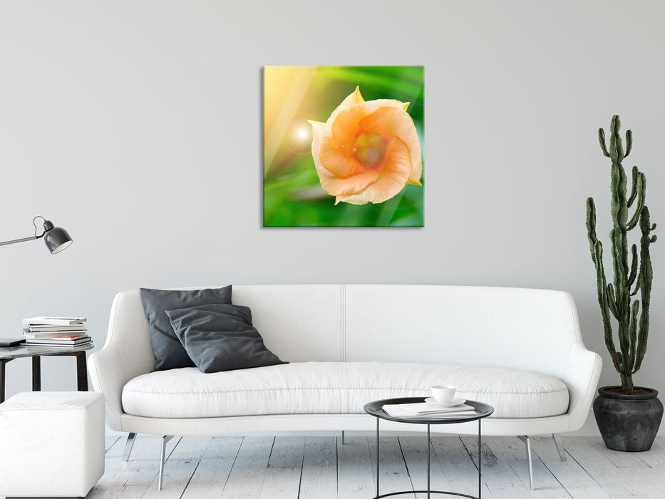 orange Blume im Sonnenlicht, Glasbild Quadratisch