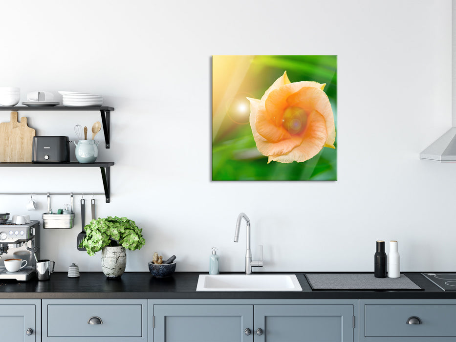 orange Blume im Sonnenlicht, Glasbild Quadratisch