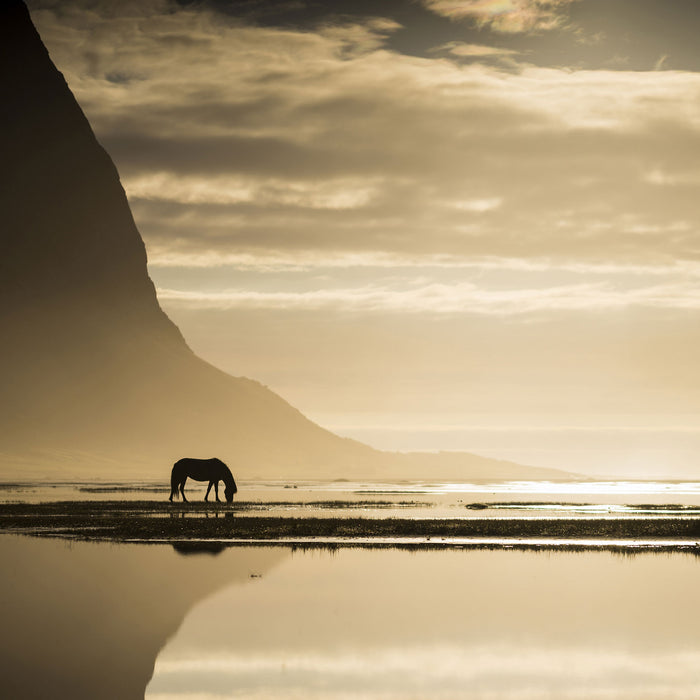 Pferd am Ufer einer Insel, Glasbild Quadratisch