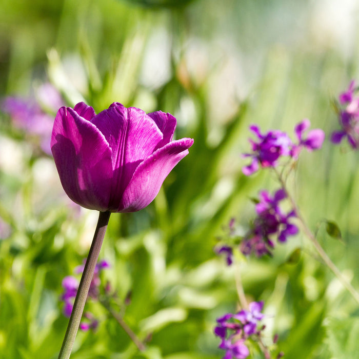 Blumen im Sonnenschein, Glasbild Quadratisch