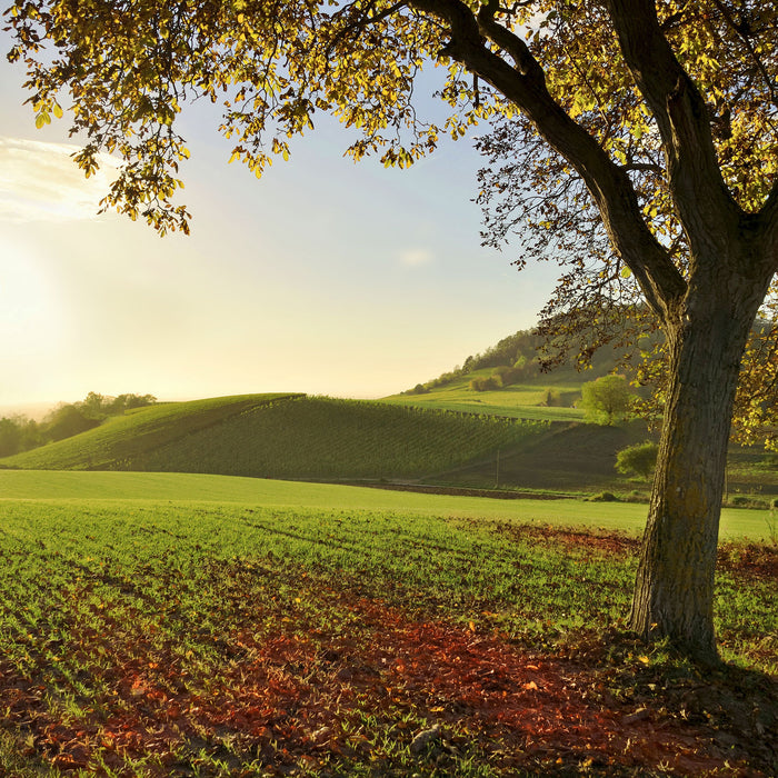 Landschaft im Herbst, Glasbild Quadratisch