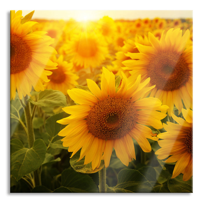 Pixxprint Sonnenblumen auf dem Feld, Glasbild Quadratisch