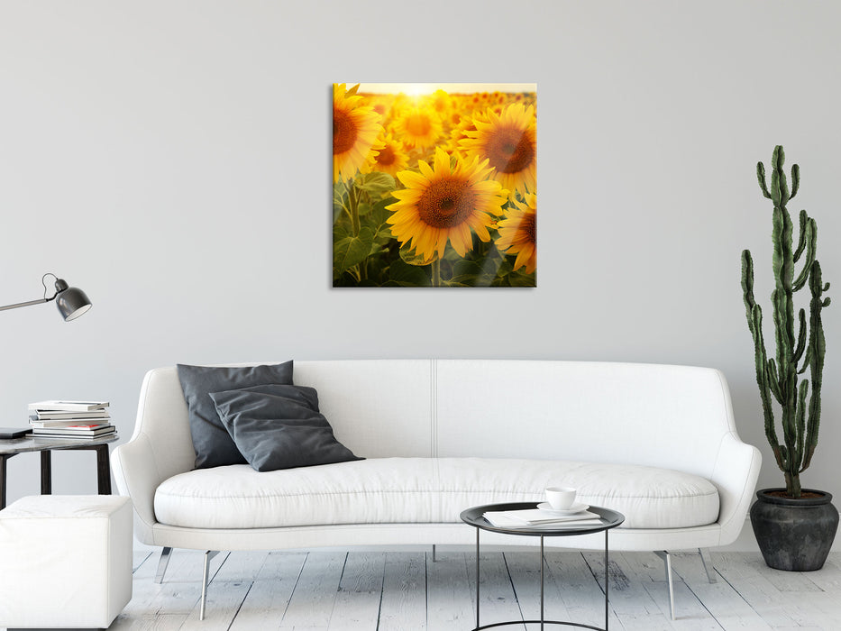 Sonnenblumen auf dem Feld, Glasbild Quadratisch