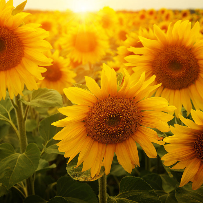 Sonnenblumen auf dem Feld, Glasbild Quadratisch