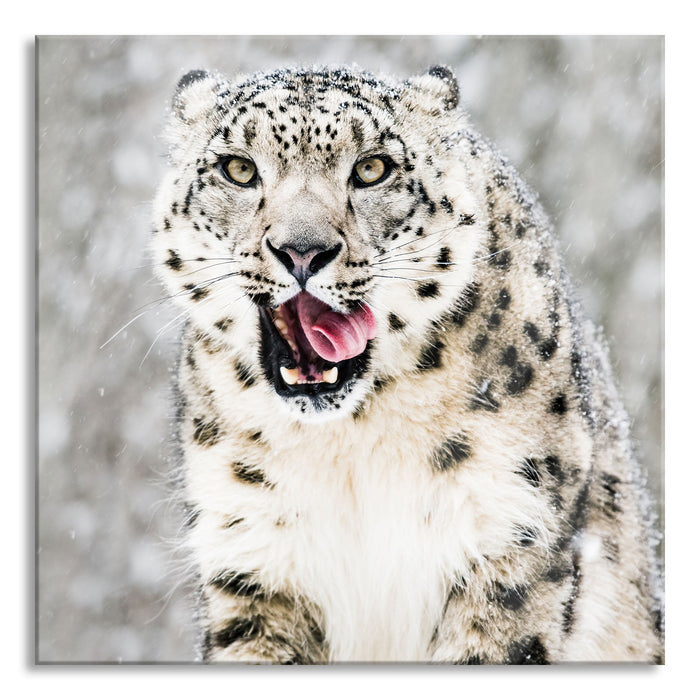 Leopard im Schnee, Glasbild Quadratisch