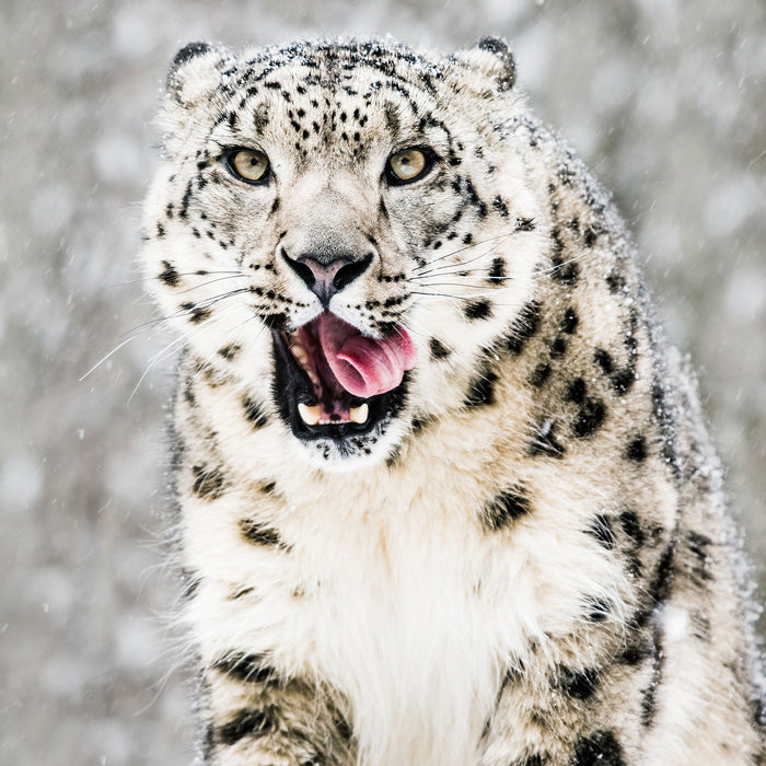 Leopard im Schnee, Glasbild Quadratisch