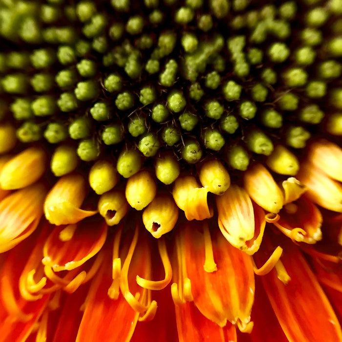 Nahaufnahme einer Gerbera, Glasbild Quadratisch