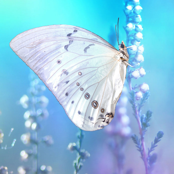 Schmetterling auf Blütenknospen, Glasbild Quadratisch