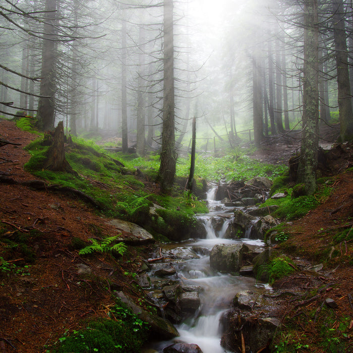 Bach im Wald, Glasbild Quadratisch