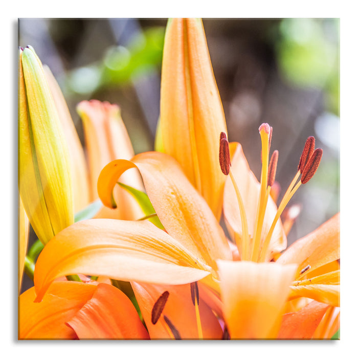 schöne orangene Lilien, Glasbild Quadratisch