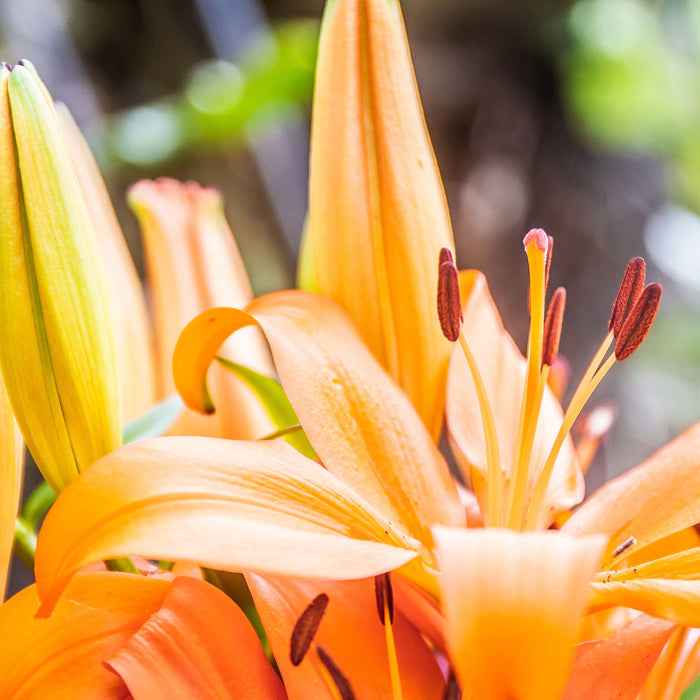 schöne orangene Lilien, Glasbild Quadratisch