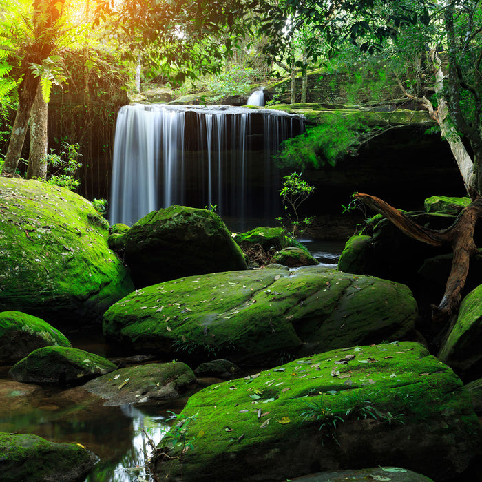 Regenwald in Thailand, Glasbild Quadratisch