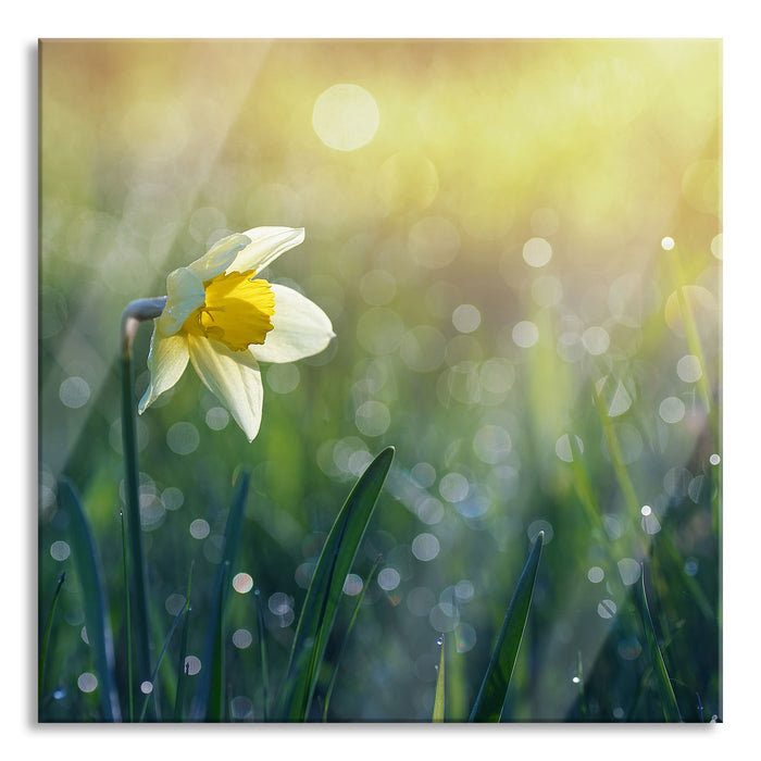 Pixxprint Narzissenblume in der Morgensonne, Glasbild Quadratisch