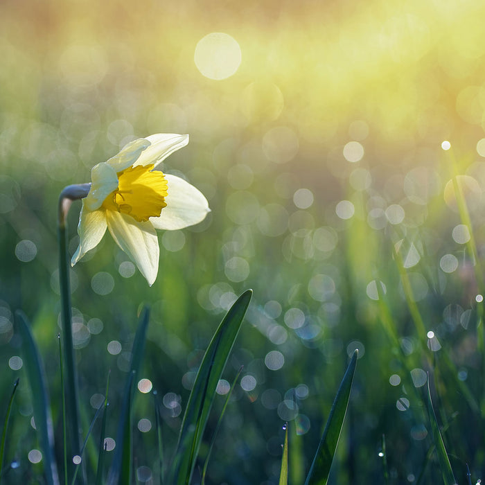 Narzissenblume in der Morgensonne, Glasbild Quadratisch