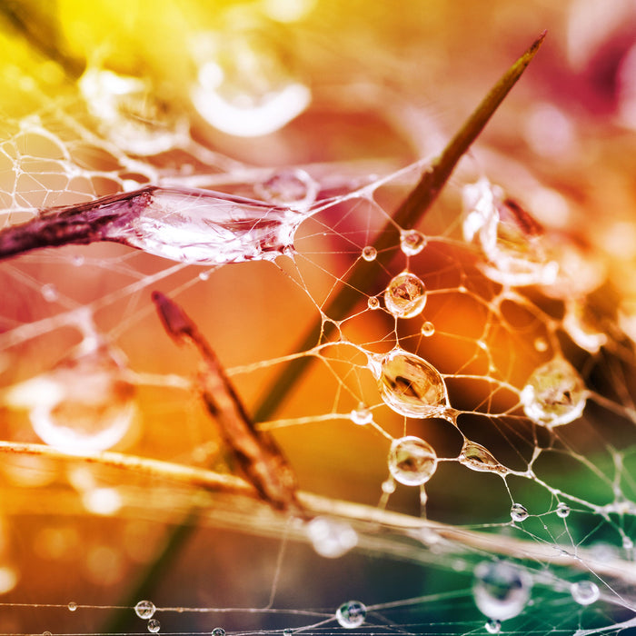 Spinnennetz mit Wassertropfen, Glasbild Quadratisch