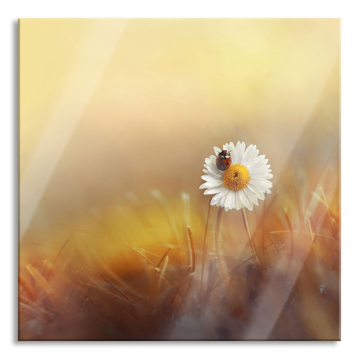 Gänseblümchen mit Marienkäfer, Glasbild Quadratisch