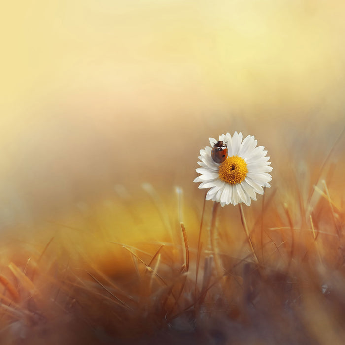 Gänseblümchen mit Marienkäfer, Glasbild Quadratisch