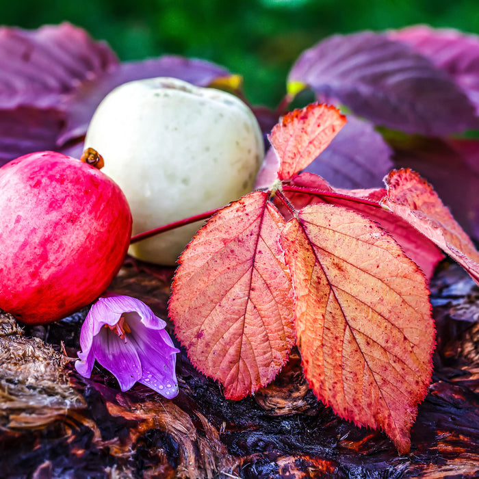 Äpfel und Blätter im Herbst, Glasbild Quadratisch