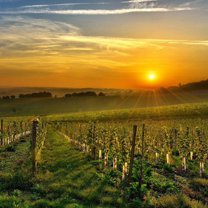 Weinberg in Bergerac Frankreich, Glasbild Quadratisch