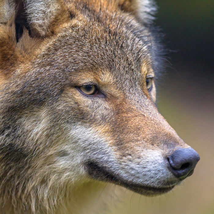 Porträt des europäischen Wolfes, Glasbild Quadratisch