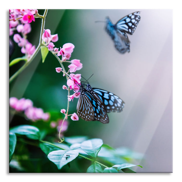 Pixxprint Schmetterlinge auf rosa Blumen, Glasbild Quadratisch