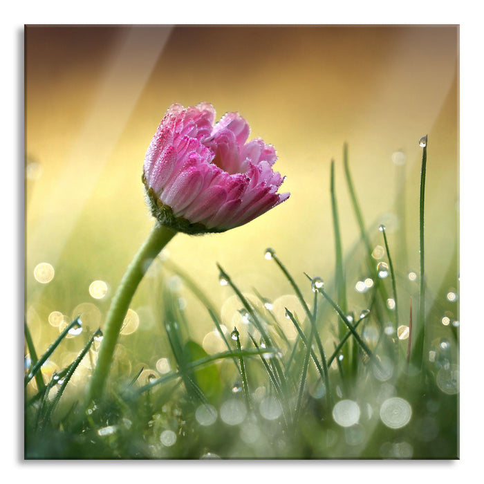 Pixxprint rosa Gänseblümchen im Gras, Glasbild Quadratisch