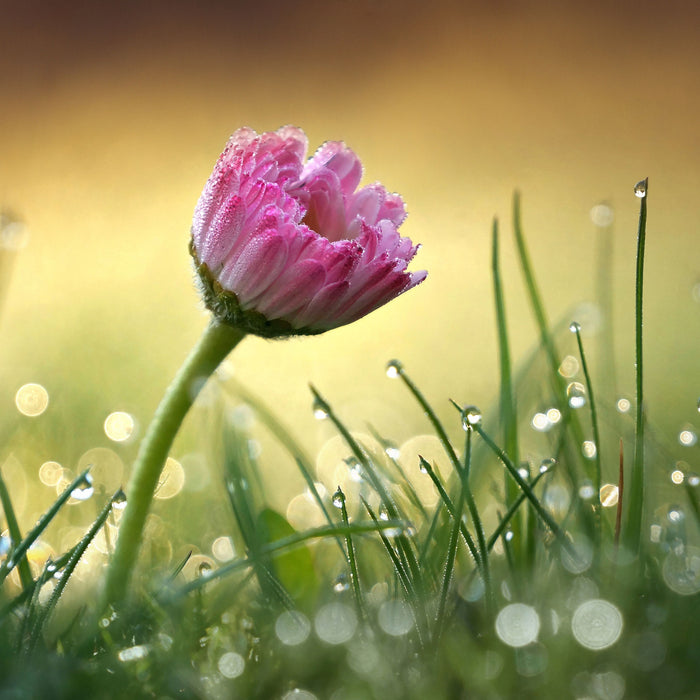 rosa Gänseblümchen im Gras, Glasbild Quadratisch