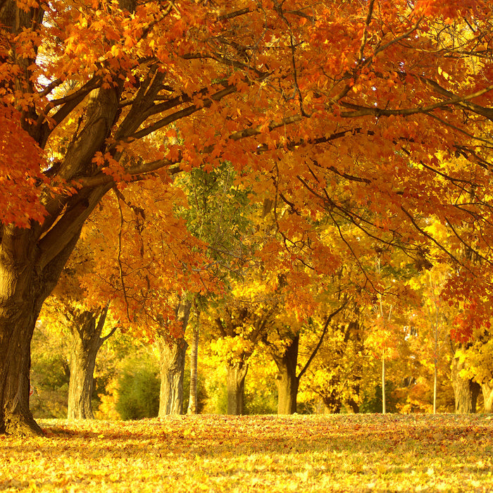 schöne Herbstlandschaft, Glasbild Quadratisch