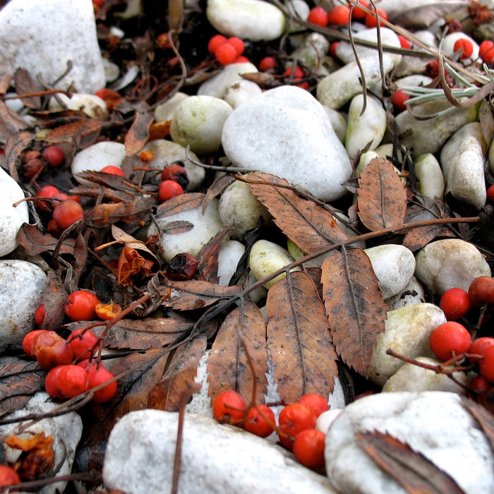 Herbst und Beeren, Glasbild Quadratisch