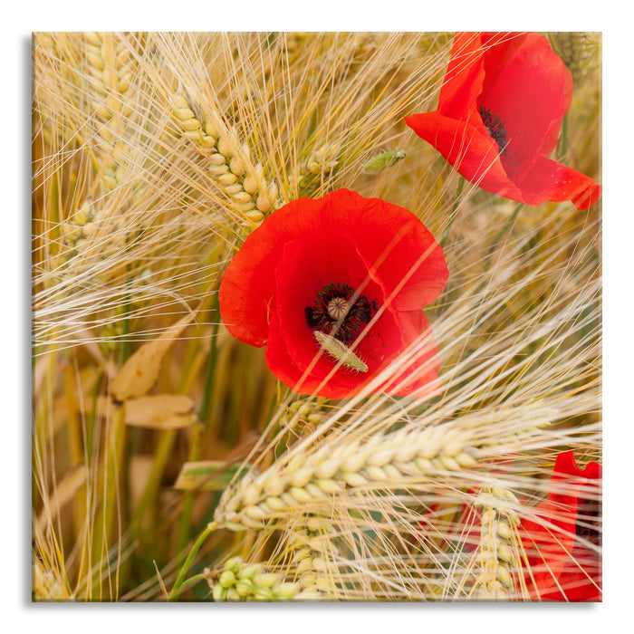 Mohnblumen auf dem Mais-Feld, Glasbild Quadratisch