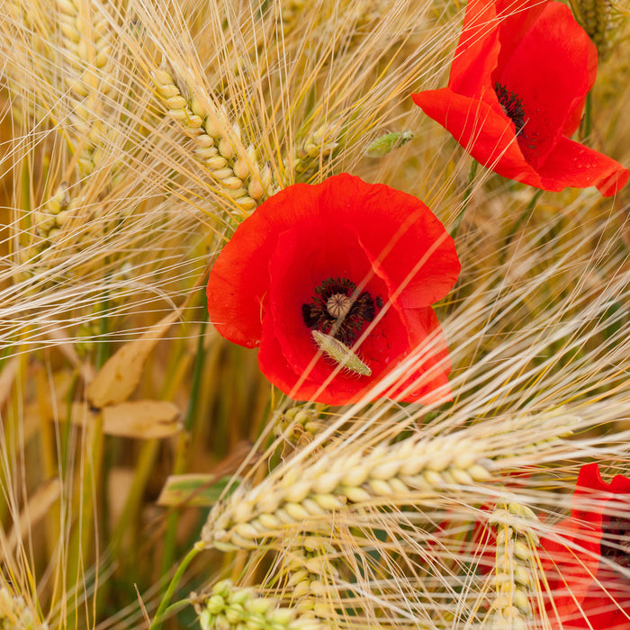 Mohnblumen auf dem Mais-Feld, Glasbild Quadratisch