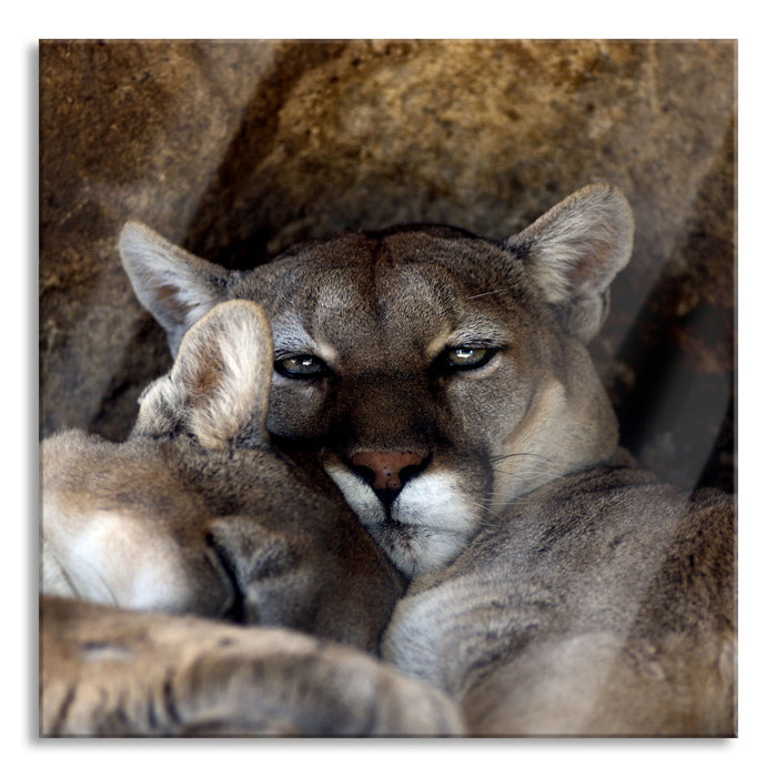 verschlafenes Puma Paar, Glasbild Quadratisch