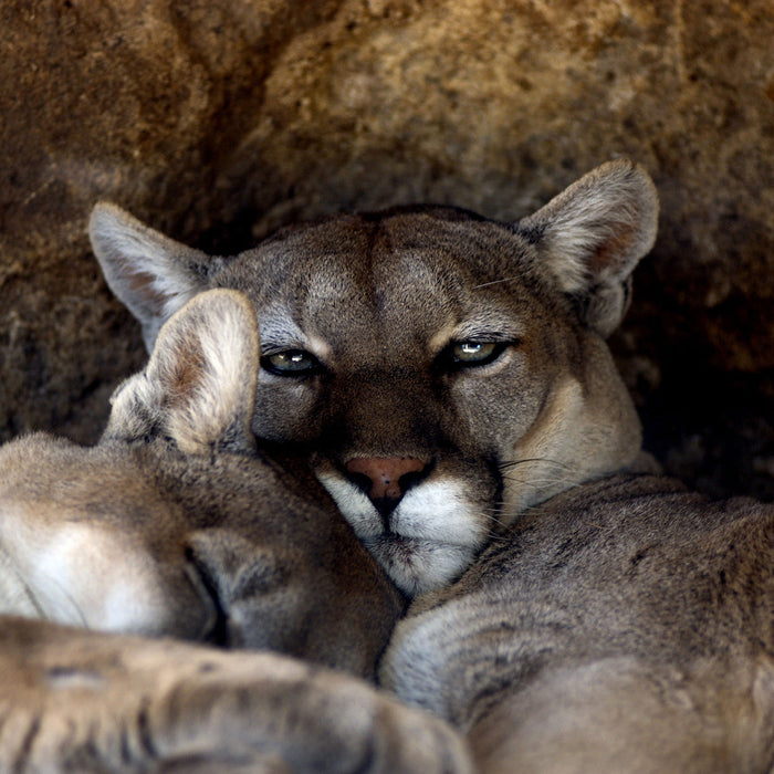 verschlafenes Puma Paar, Glasbild Quadratisch