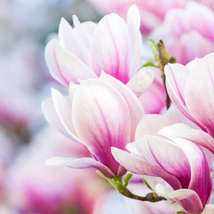 zarte rosa farbende Blüten, Glasbild Quadratisch