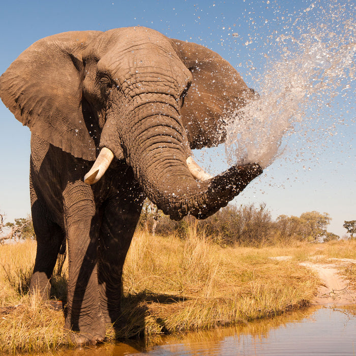 schöner Elefant spritzt mit Wasser, Glasbild Quadratisch