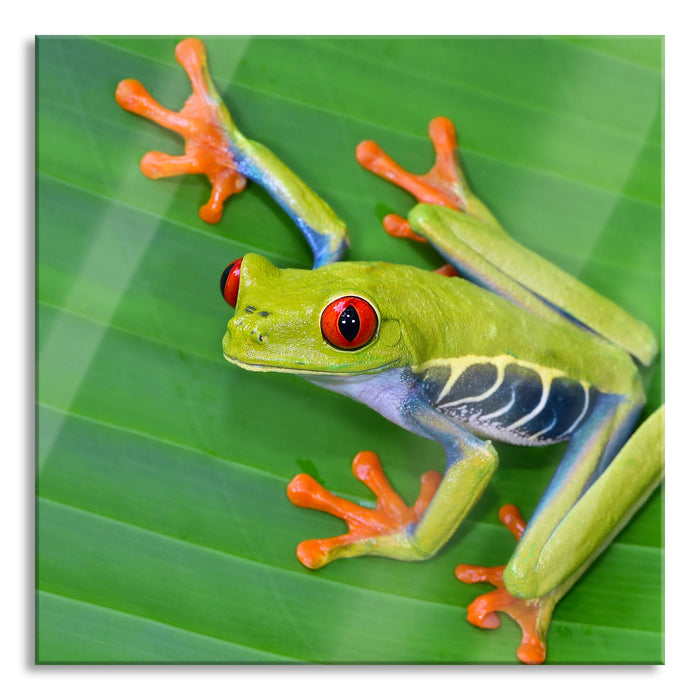 kleiner grüner Frosch auf Blatt, Glasbild Quadratisch