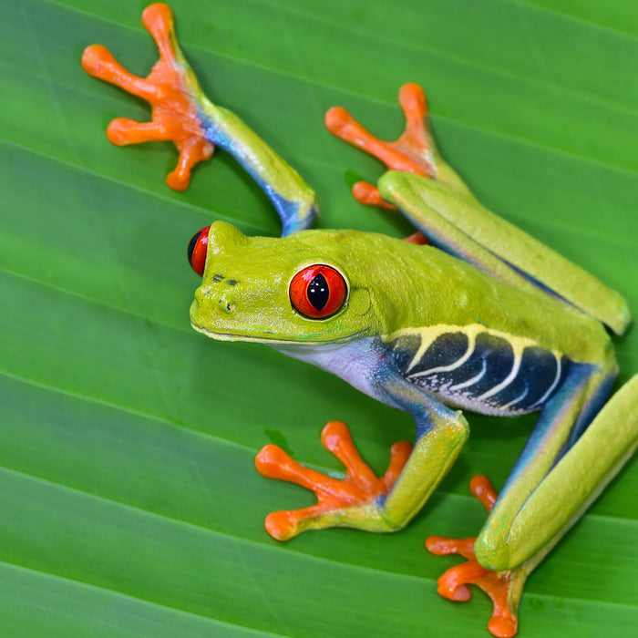 kleiner grüner Frosch auf Blatt, Glasbild Quadratisch