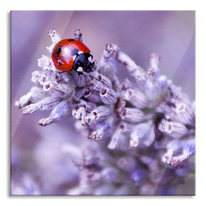 kleiner Marienkäfer auf Lavendel, Glasbild Quadratisch