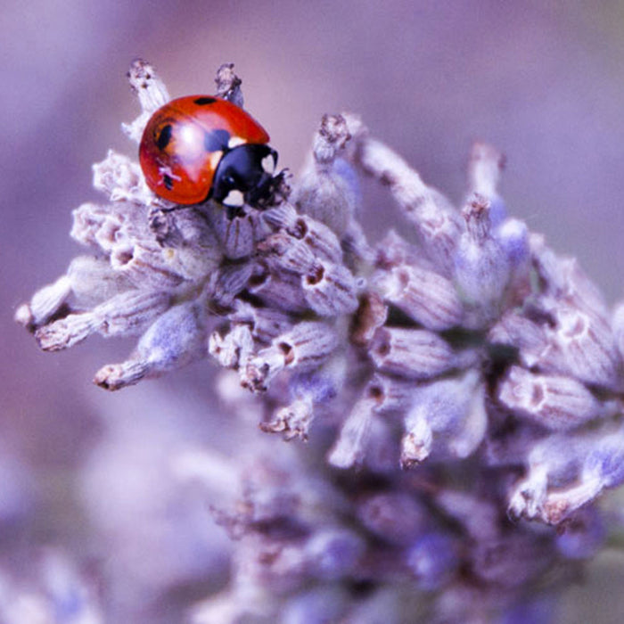 kleiner Marienkäfer auf Lavendel, Glasbild Quadratisch