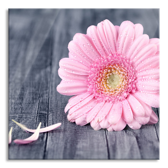 pinke Gerbera auf rustikalem Boden, Glasbild Quadratisch