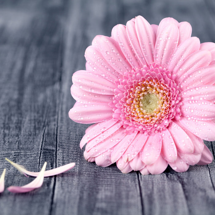 pinke Gerbera auf rustikalem Boden, Glasbild Quadratisch