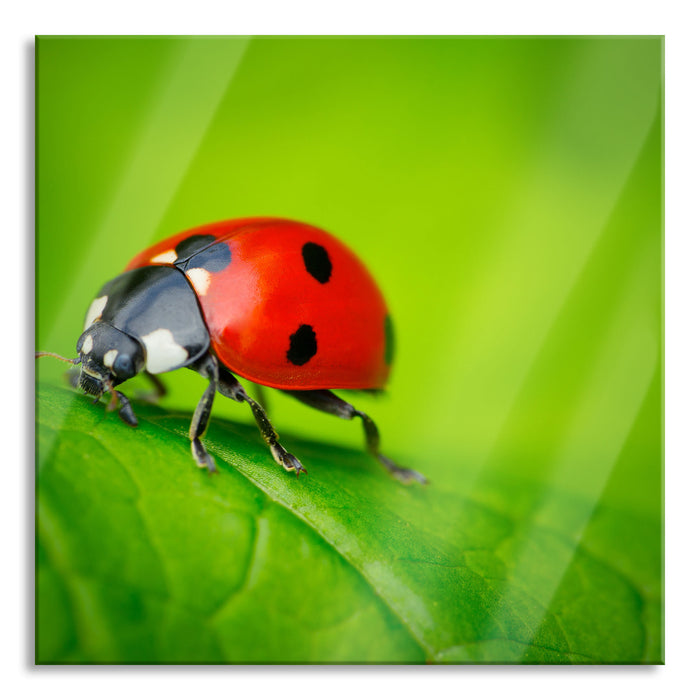 Marienkäfer auf Blatt, Glasbild Quadratisch