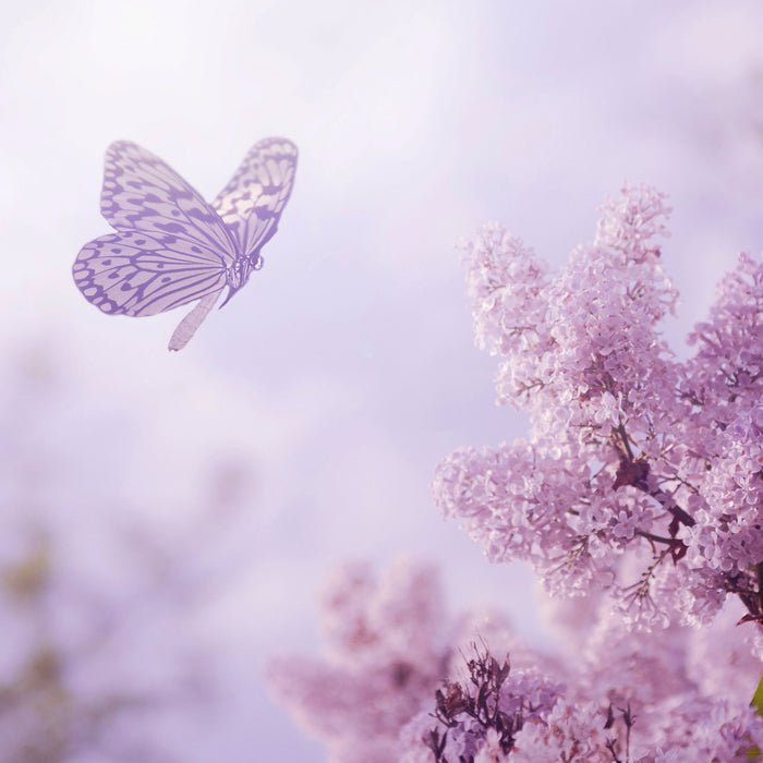 Schmetterling Kirschblüten, Glasbild Quadratisch